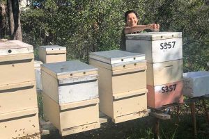 Examination of bees in the apiary
