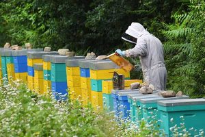 Examination of bees in the apiary