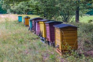 Examination of bees in the apiary