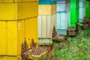 Examination of bees in the apiary
