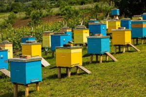 Colourful hives