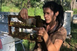 Examination of bees